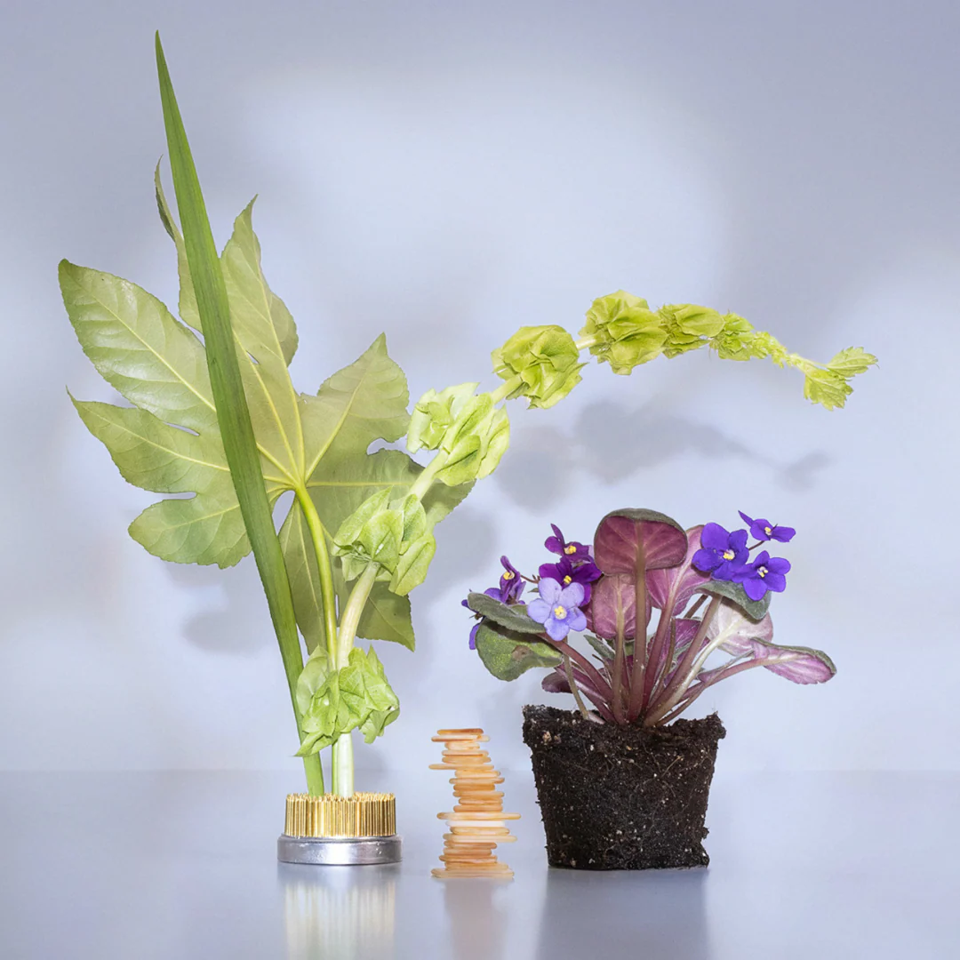 Magnolia Violet Eau de Parfum - Image 7
